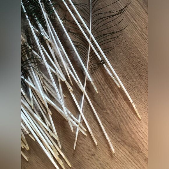 AUTHENTIC Peacock Feathers - Picture 13 of 14